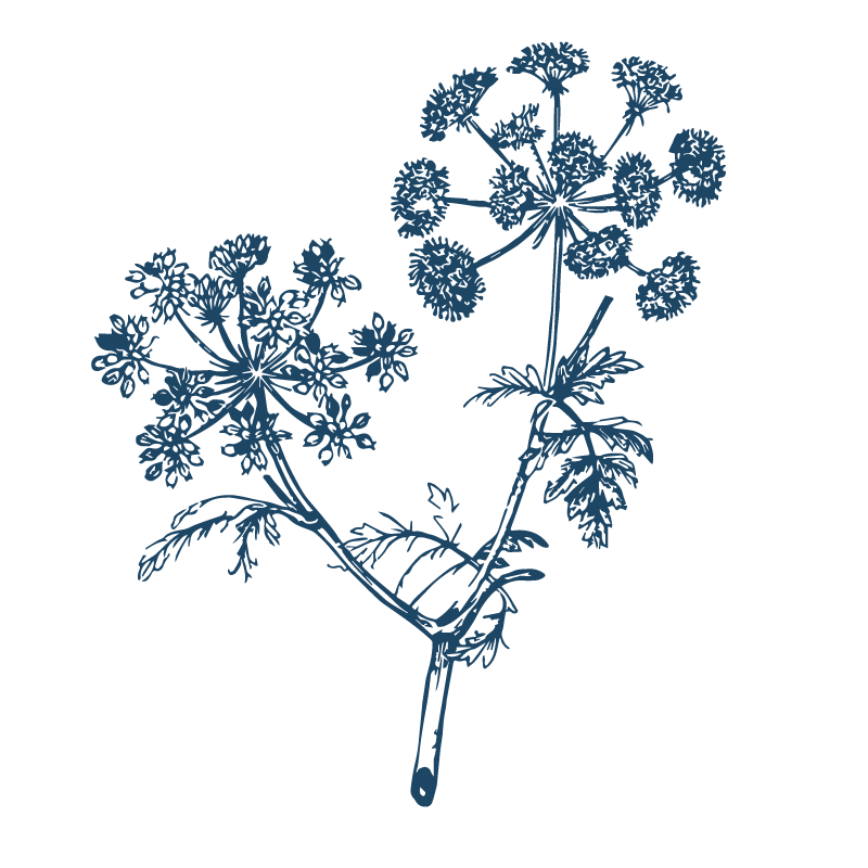 Flower and stars icon