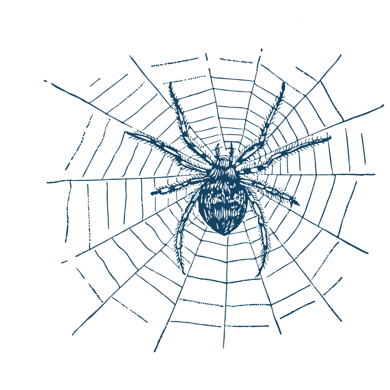 Spiderweb icon