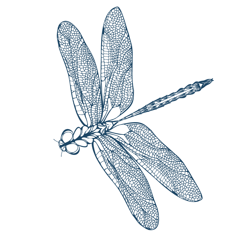 Dragonfly illustration