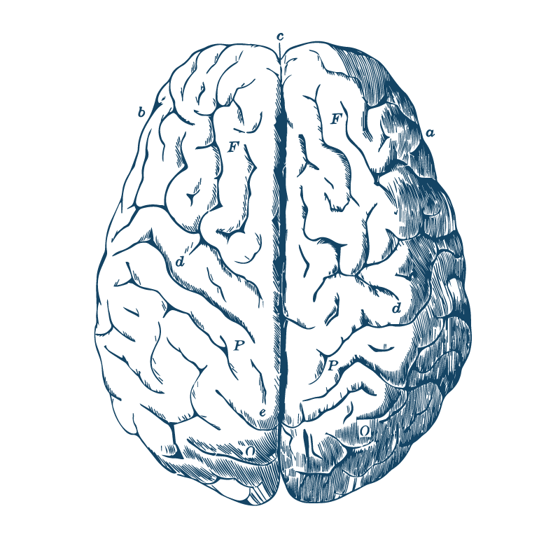 Brain